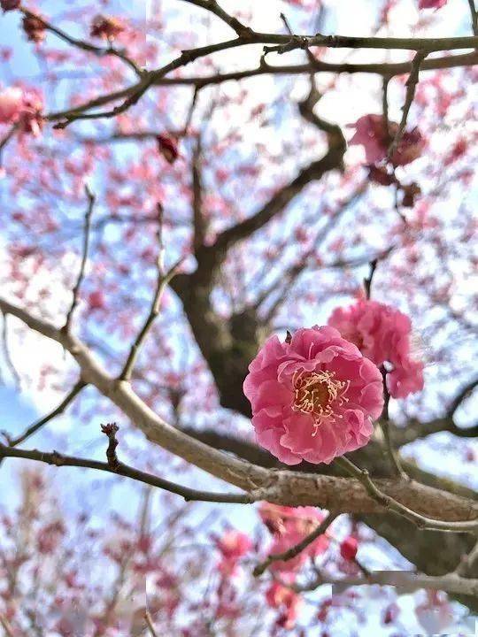 错过再等一年!_梅花_公园_时间