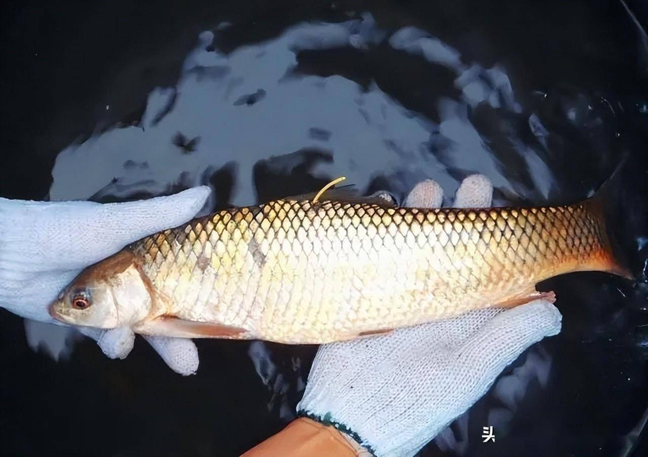 在1982年的時候,我國從孟加拉國引進了麥鯪魚,當時