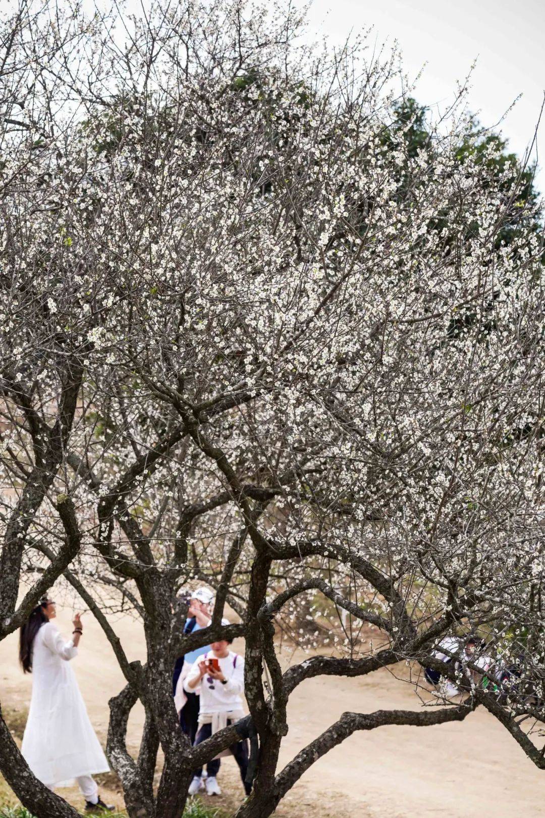 影像坪山|梅花盛放,坪山赏梅_公园_马峦山_入口