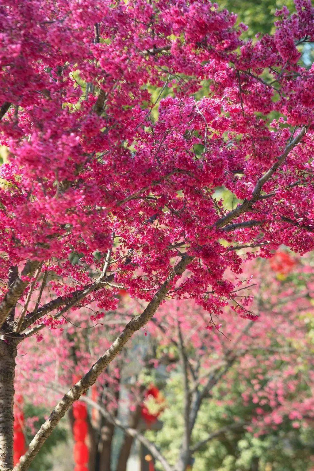 韶關多地櫻花盛開!賞花等你來～_湞江區_粉色_禪寺