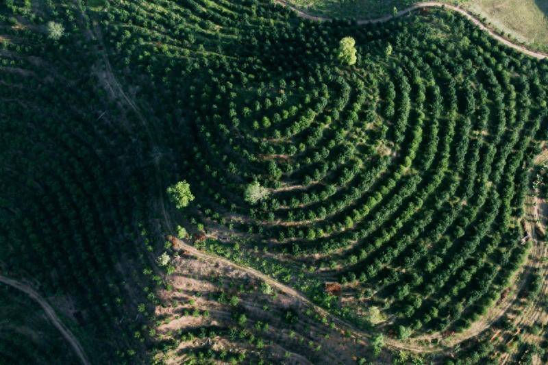 “摸底”云南特产：夏威夷果种植面积世界第一(图1)