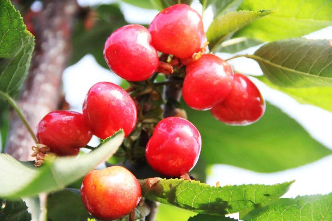 朱吴镇利用"数字化"让海阳大樱桃春节上市!_设施_大棚_管理