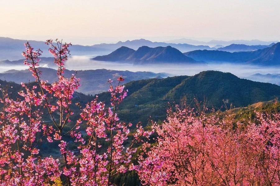 福州国家森林公园福清灵石山林场樱花园.