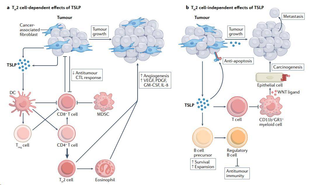 主要通過在腫瘤微環境中形成th2型炎症,進而促進腫瘤的作用