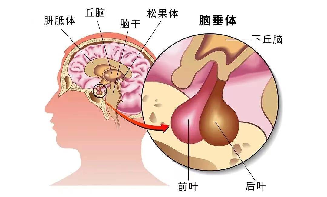 垂体的位置图片图片