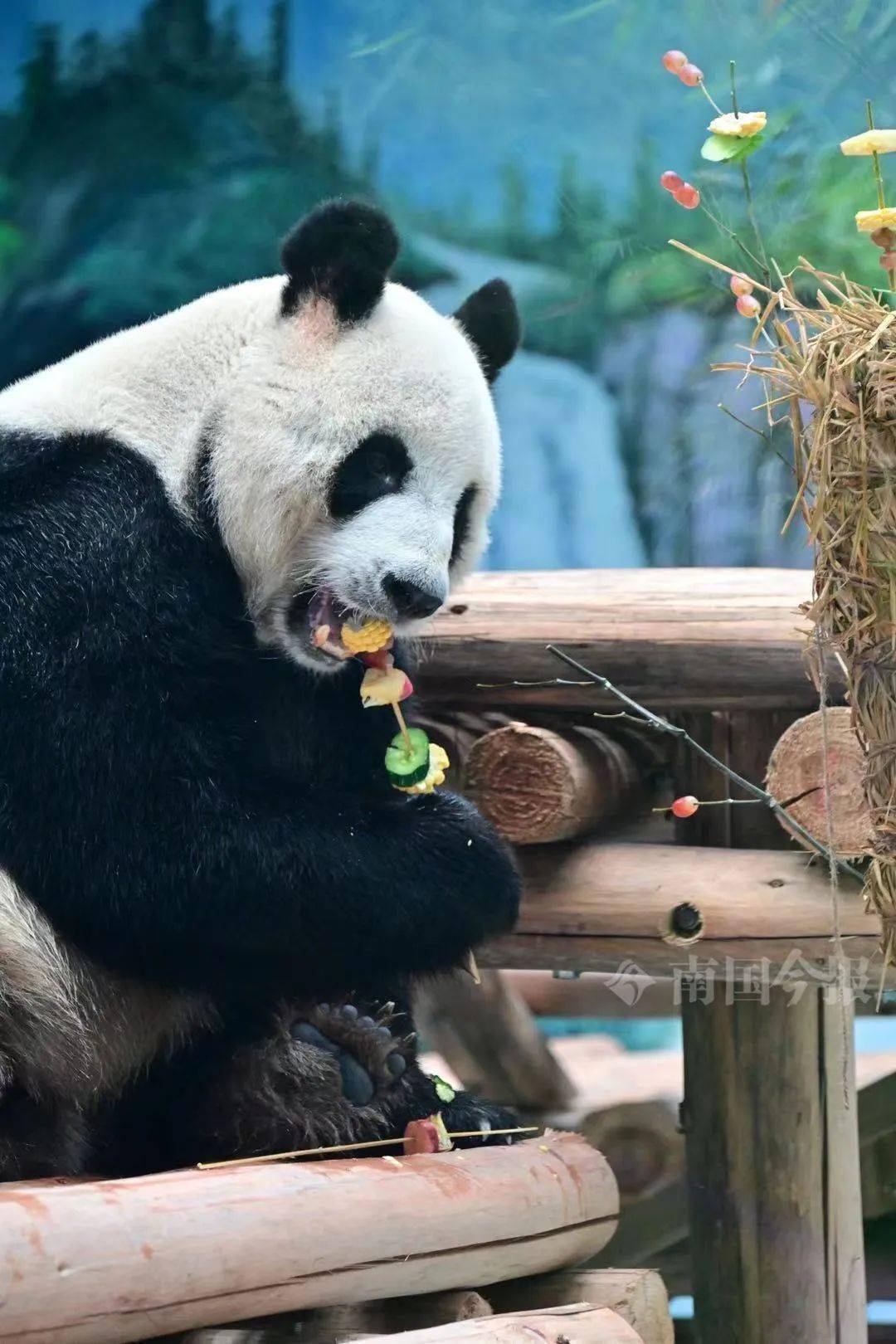 柳州网红大熊猫搬家啦!新场馆亮相,开放时间确定→_新馆_新家_卧室