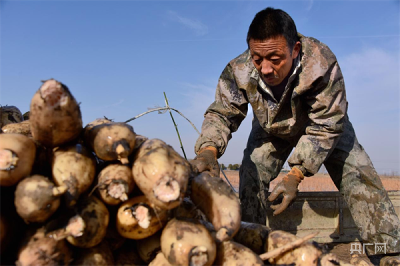 洛阳市孟津区:破冰挖藕忙 全力保市场_莲藕_会盟镇_专业