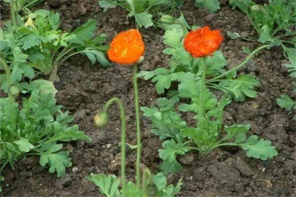 "行花街"时,千万当心这种"毒"植物!_罂粟_虞美人_毒品