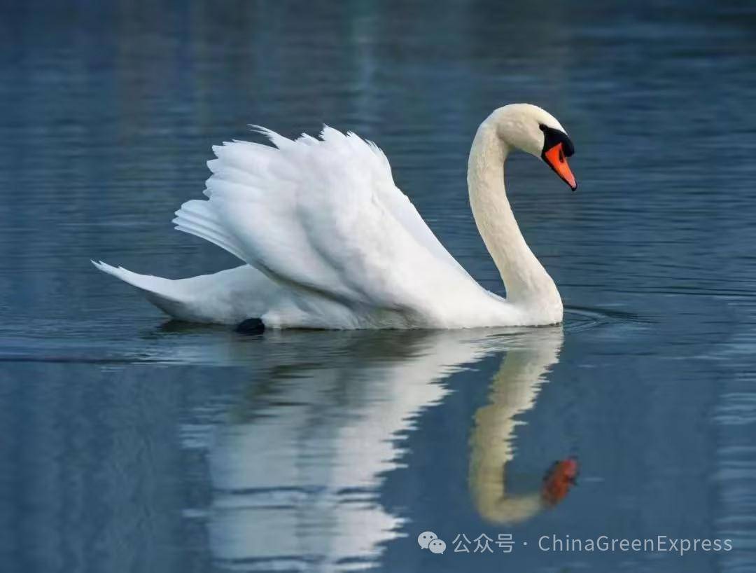 疣鼻天鹅 | 绿会保护地组图欣赏_繁殖_中国_小天鹅