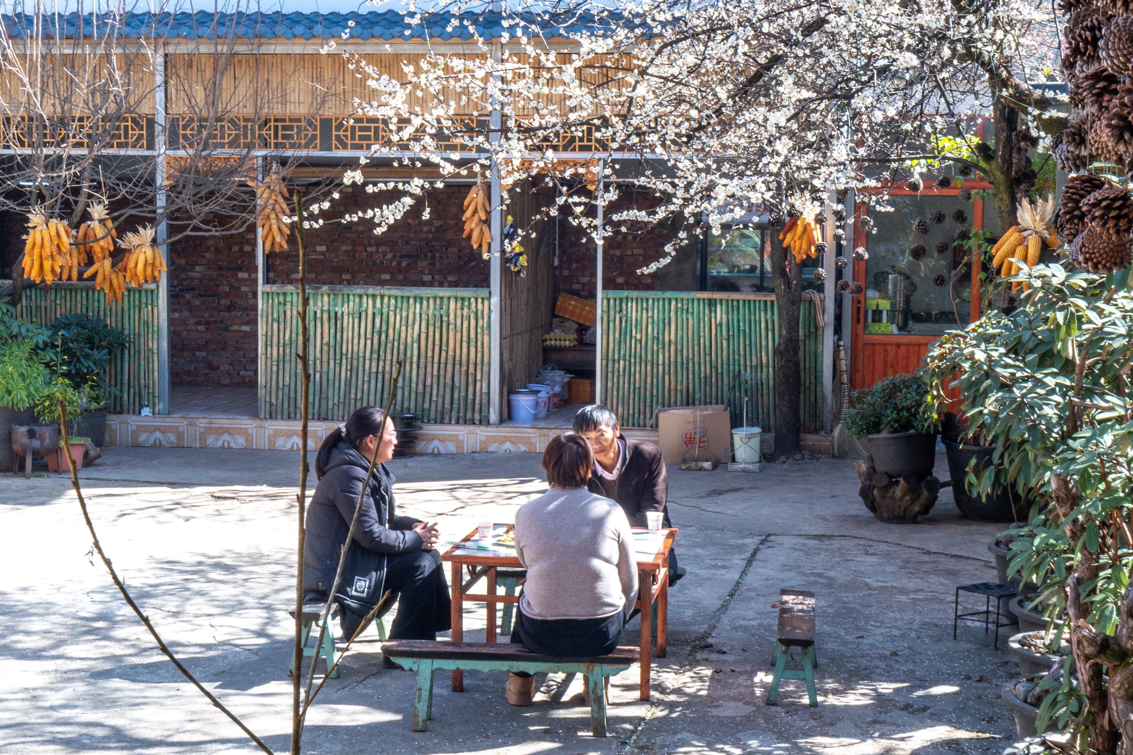 新春走基层|一支唢呐 一棵梅树 奏响"乡村振兴"曲_洱源_发展_农家乐