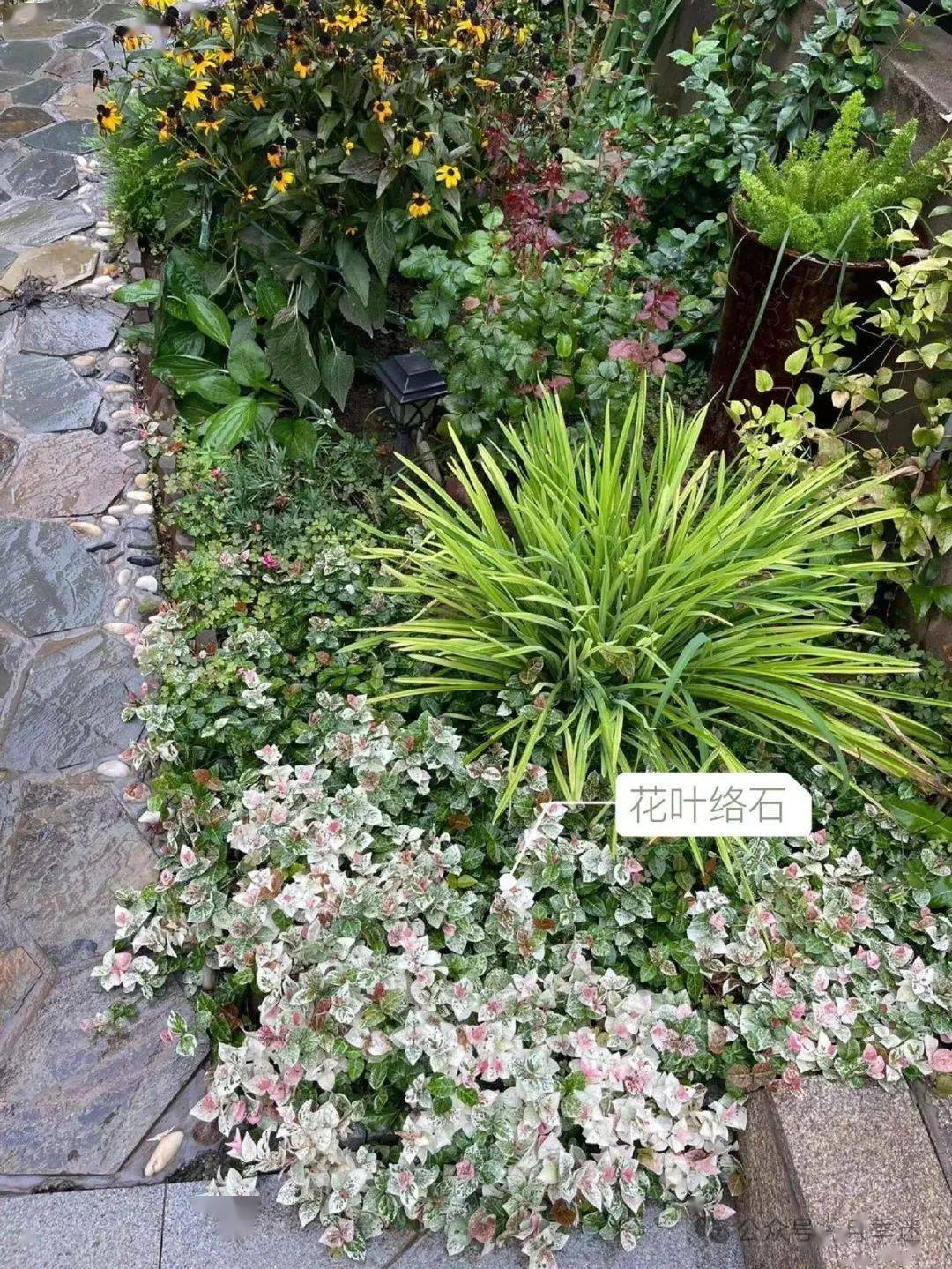 盘点9种低维护彩叶植物,让花园在冬天大放异彩_月季_园艺_适应性