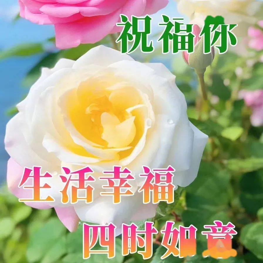 今日最新早上好表情图片大全,真心的问候,永远的牵挂_人生_未来_经历