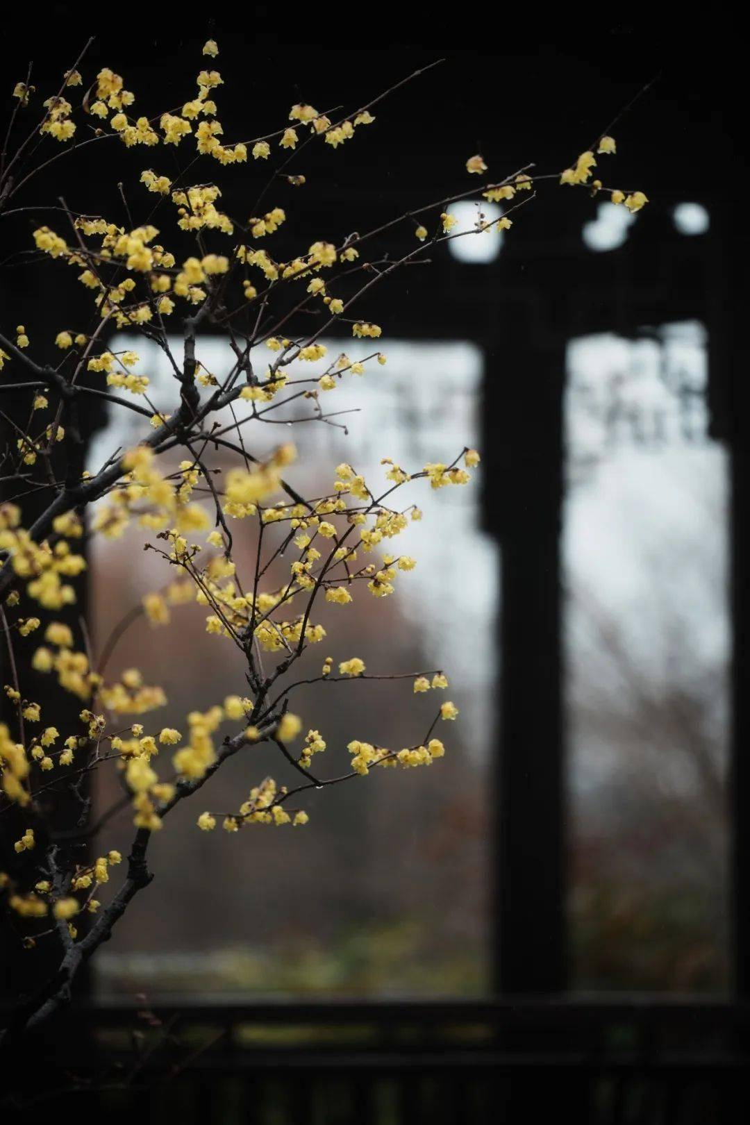 梅花_孤山_杭州