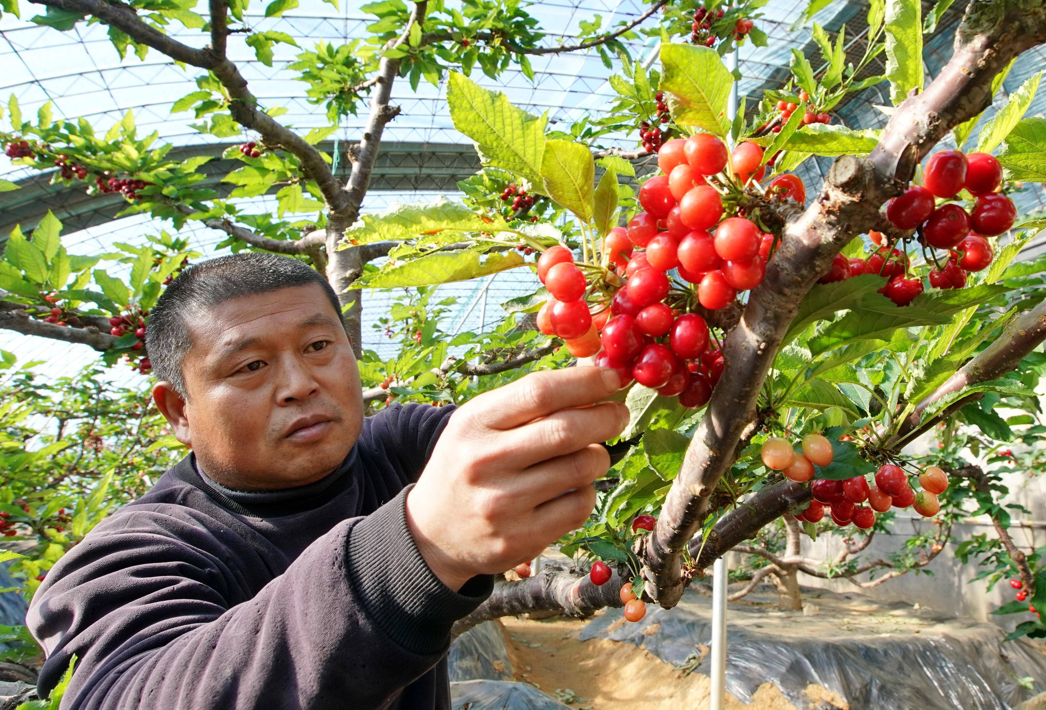 枣庄樱桃采摘基地图片