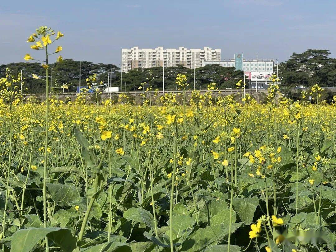 {2024年大朗鎮鳳山賞花遊園活動part 10}時間:2月24日地點:大朗