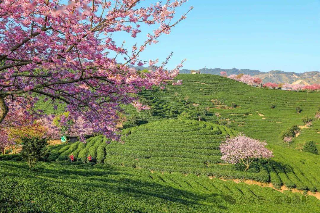 茶碧樱红岁岁新(文/林京,作于2021年3月)这里是漳平,我生长的地方.