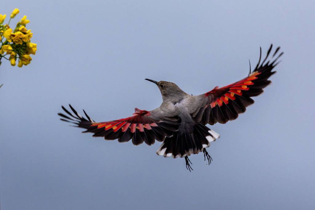 四川乐山美景如画 珍稀鸟类雪中飞舞