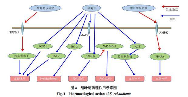 Q-marker图片