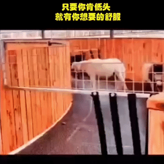搞笑GIF:妹妹犯错,被妈妈教训了之后去找哥哥求安慰_女神_房东_大哥