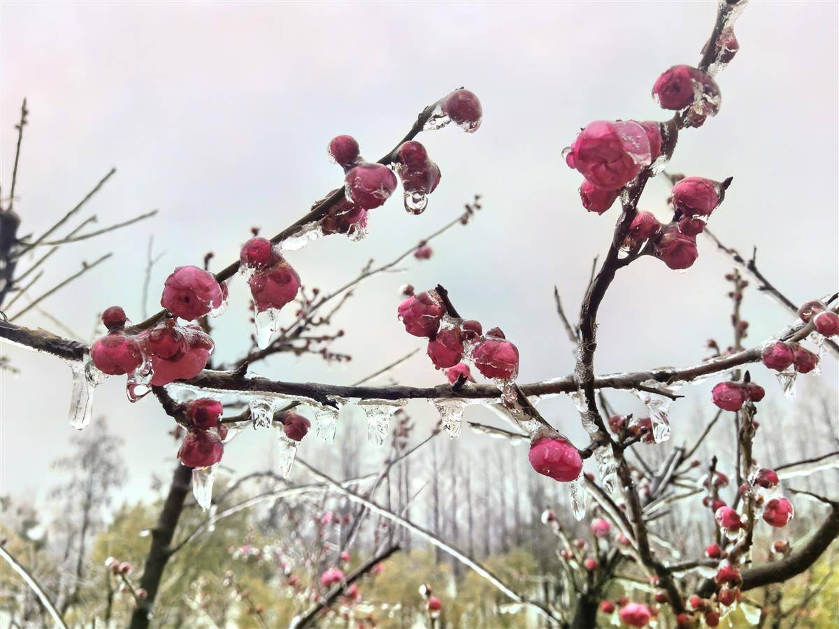 冻雨天，树木戴上“水晶项链”