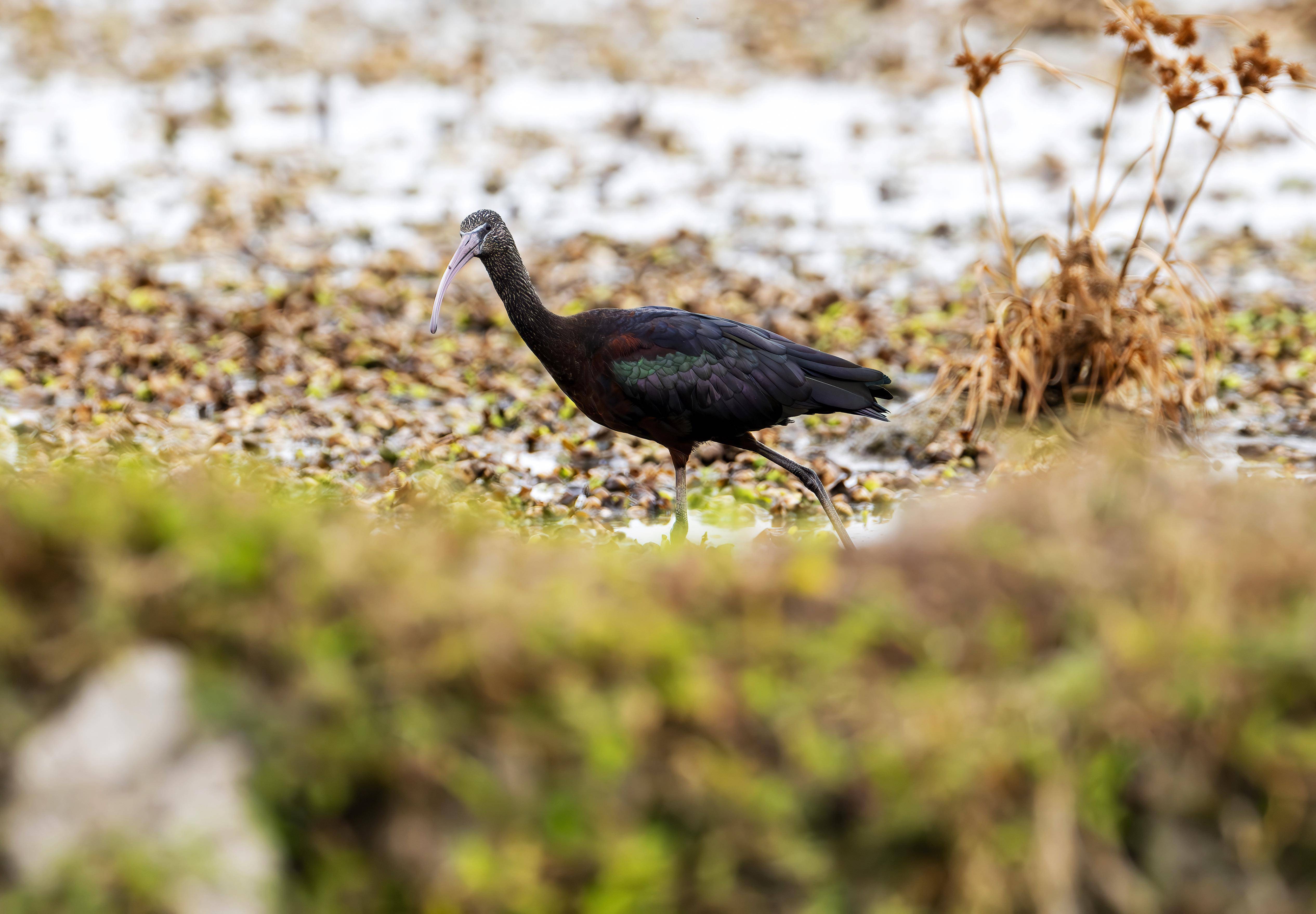 到生态湿地 赏珍稀鸟类_福建省_保护_新华社