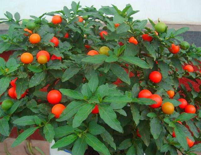 家有小孩的尤其要注意→_果实_观赏植物_毒性