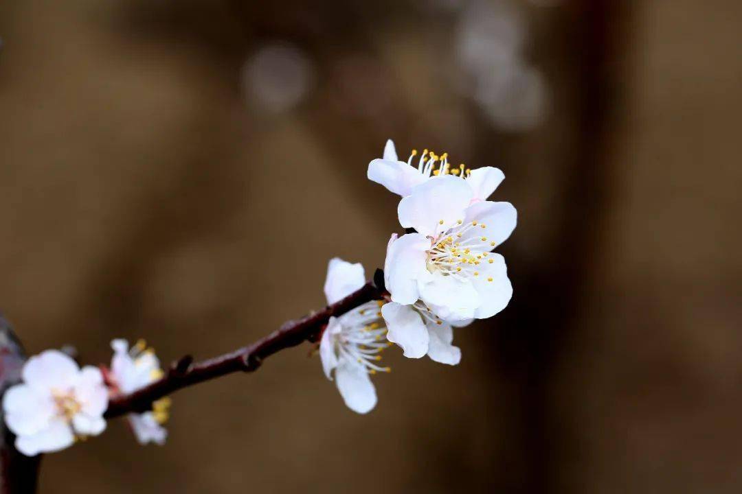 新疆春色,趣看杏花!_南疆_喀什_双飞