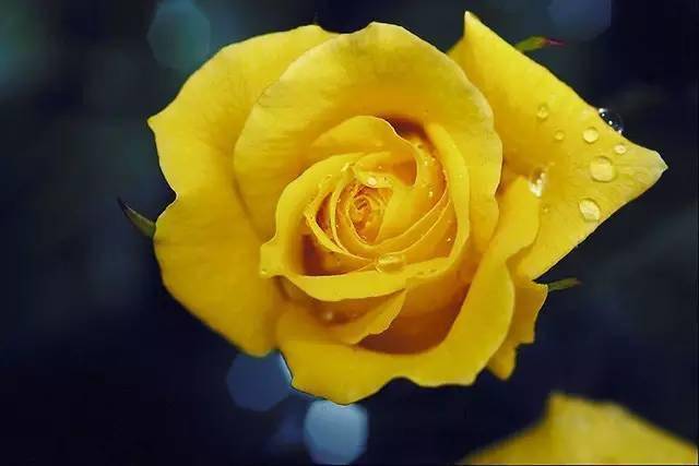 黄玫瑰动漫头像图片