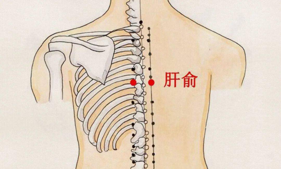 背部肝区位置图片