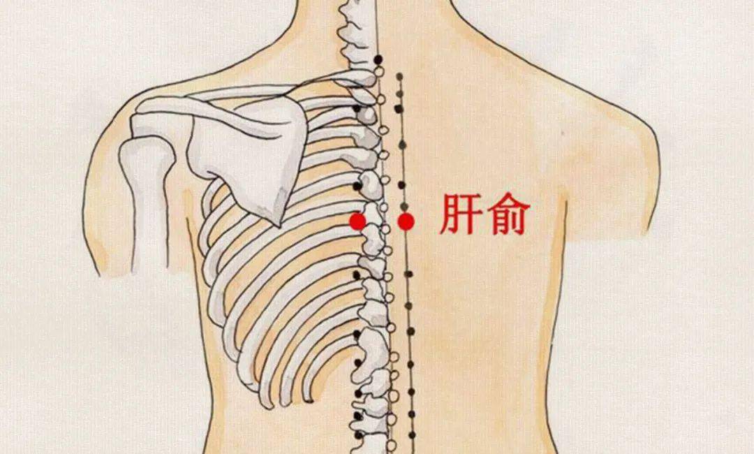 后背肝区位置示意图图片