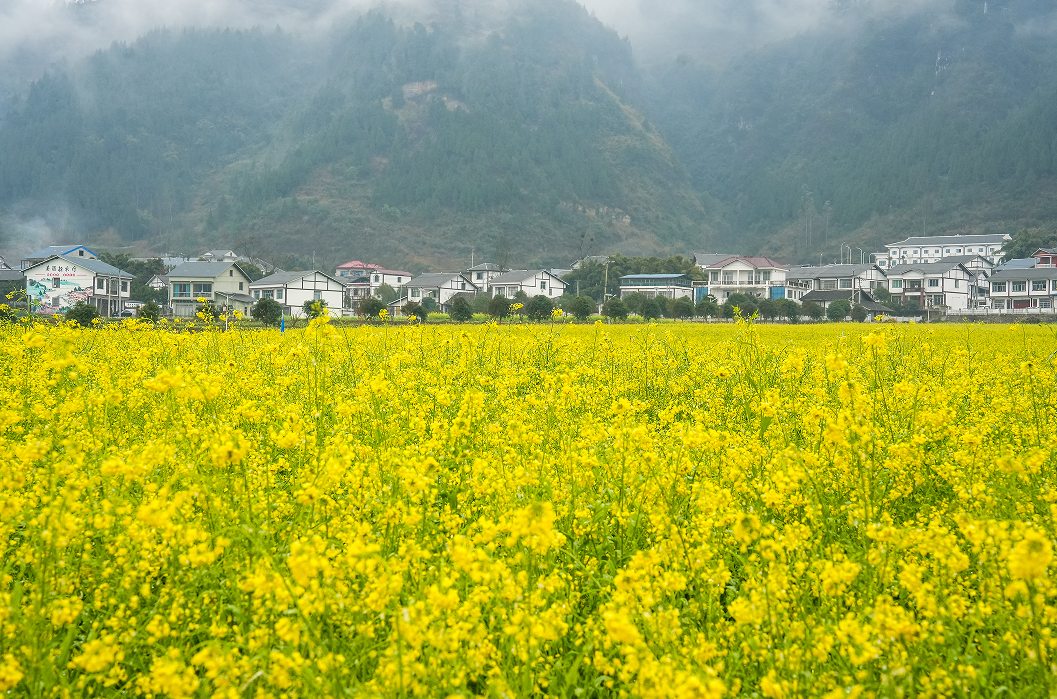 冬天里的小惊喜!贵州绥阳20万亩油菜花竞相开放