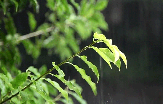 10篇春天朗誦文本和配樂推薦_中國作家協會_名字_帶著