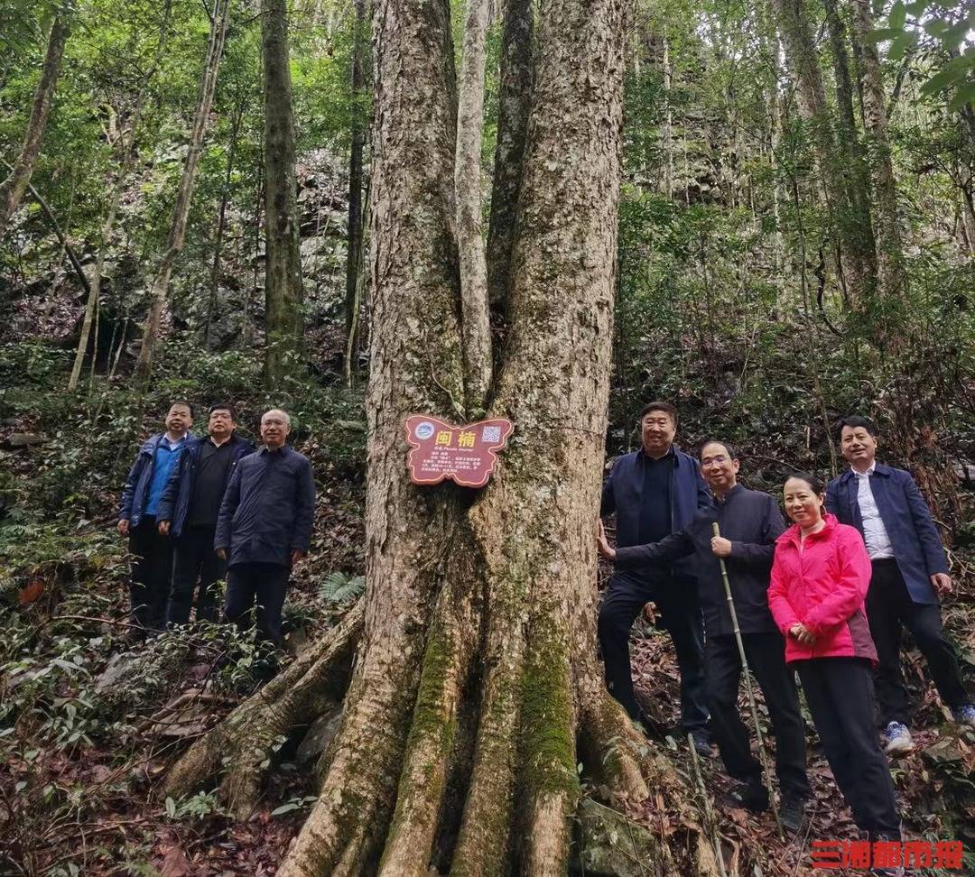 經中南林業科技大學喻樹林教授證實,黃桑平溪閩楠群落是湖南最大分佈