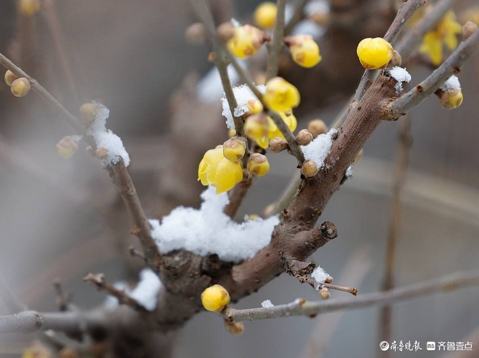 趵突泉公园的腊梅开花啦趵突泉公园的腊梅开花啦趵突泉公园的腊梅开花
