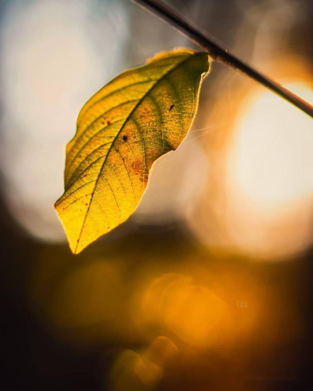 树叶不起眼,拍出照片很亮眼,4个手机摄影技巧送给你