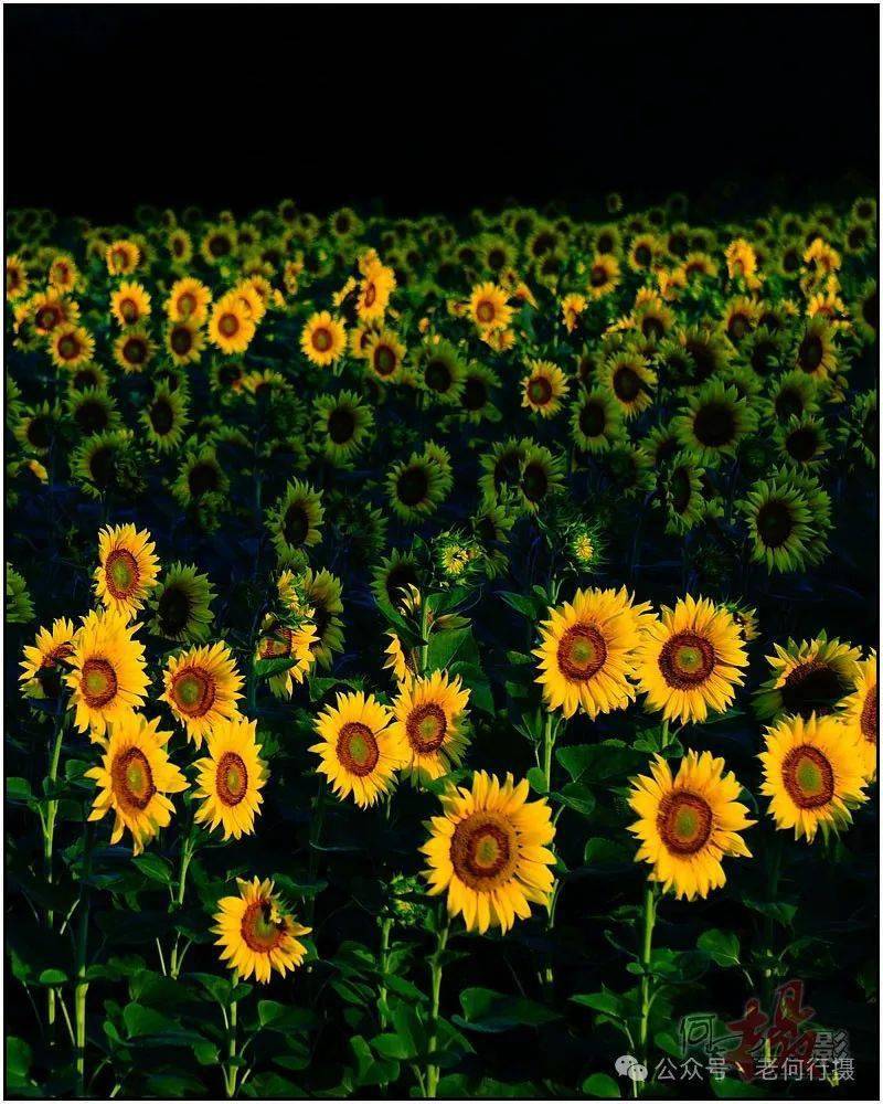 【图集】顺光花草_光线_画面_摄影