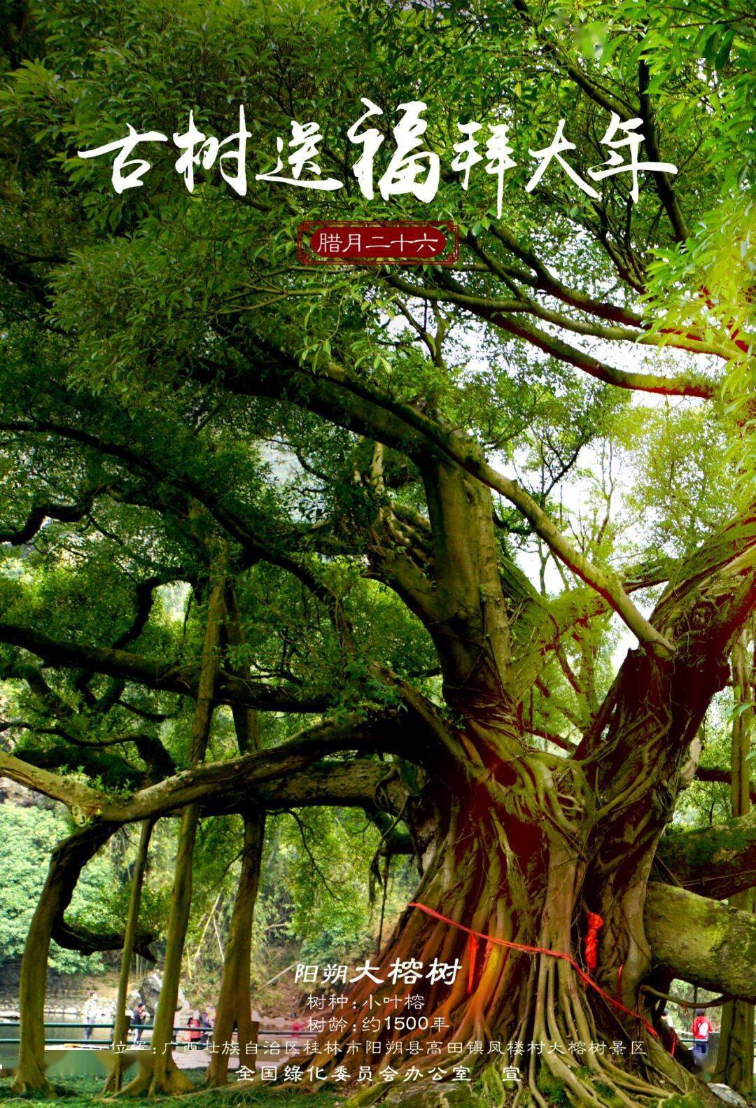 约1500年位置:广西壮族自治区桂林市阳朔县高田镇凤楼村大榕树景区