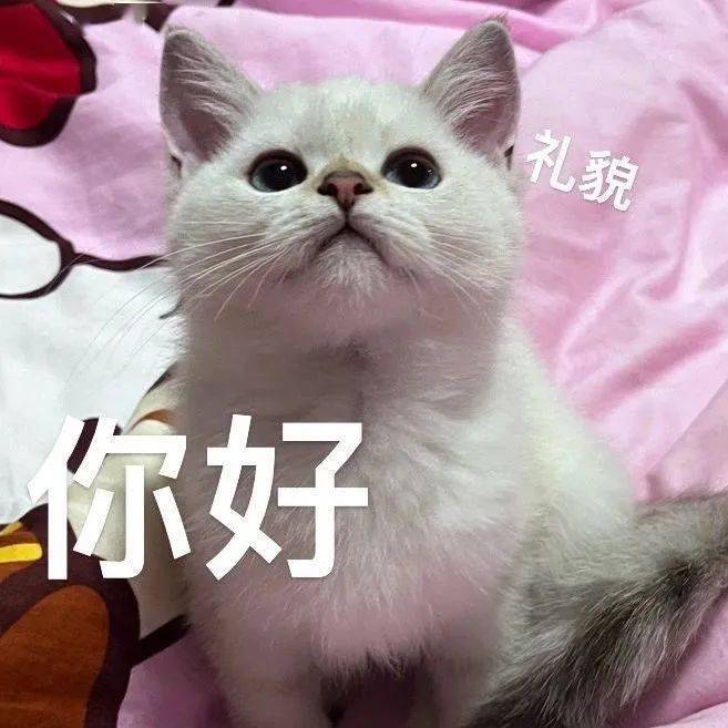 后台回复表情包获取更多最新猫咪表情包