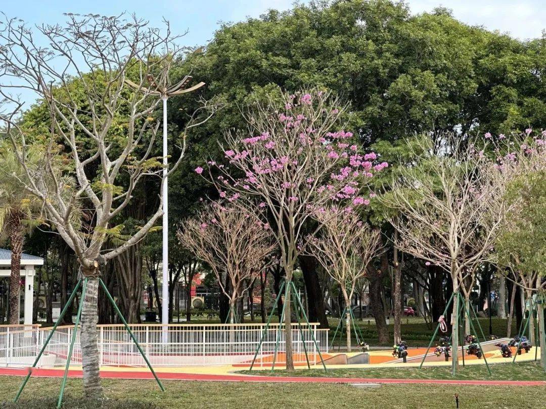 百千万工程 | 澄海区人民公园升级改造主体工程已基本完成 今天起对外