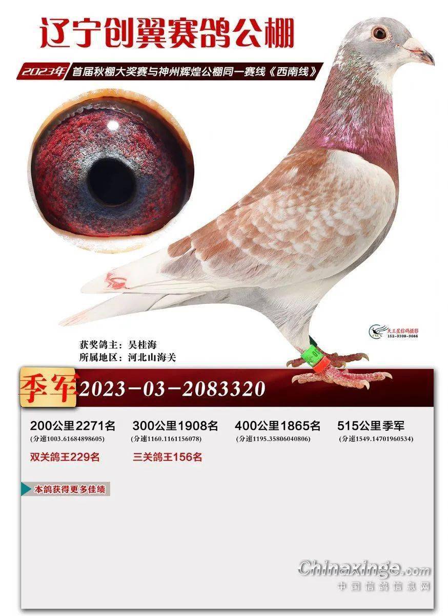 15,山东吉翔公棚决赛季军跨过黄河天堑,飞越泰山之巅.