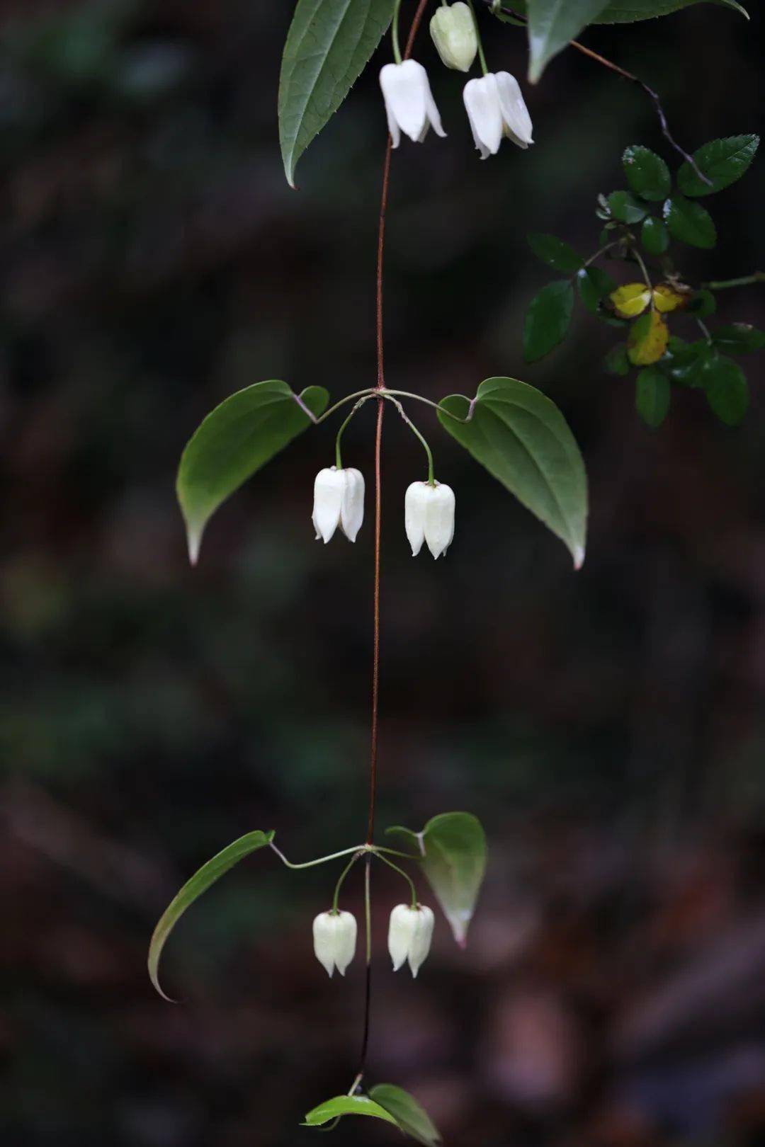 单叶铁线莲|冰肌玉骨迎春来_草木_宁波_节气