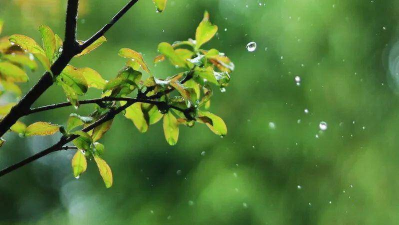 最美春雨图片图片