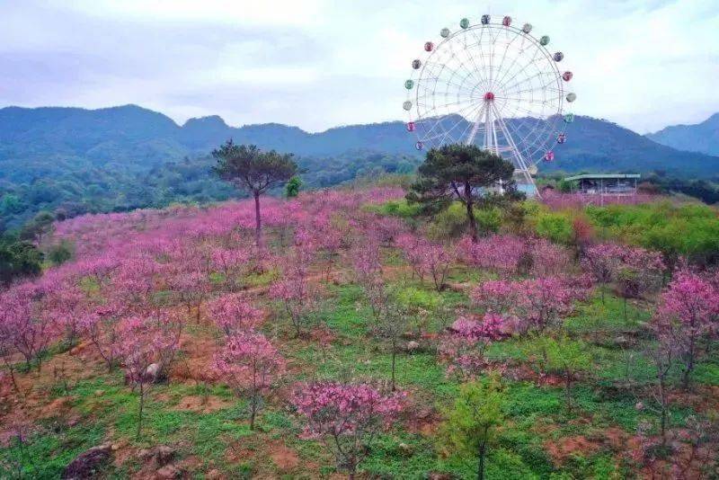 春节出发【田野绿世界樱花海 百年古村】_广东省_活动_广州