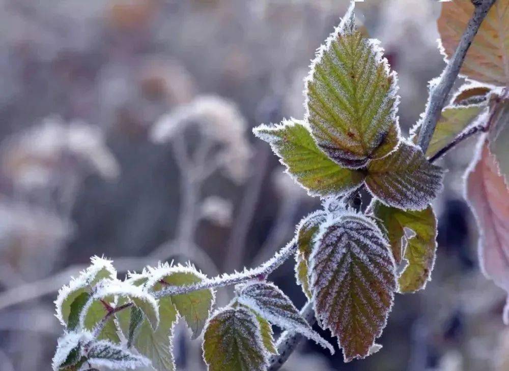 高考地理中的霜冻天气_危害_地面_气温