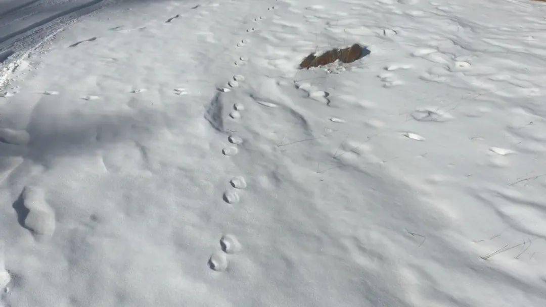 "是老鹰!"她兴奋地叫了一声.