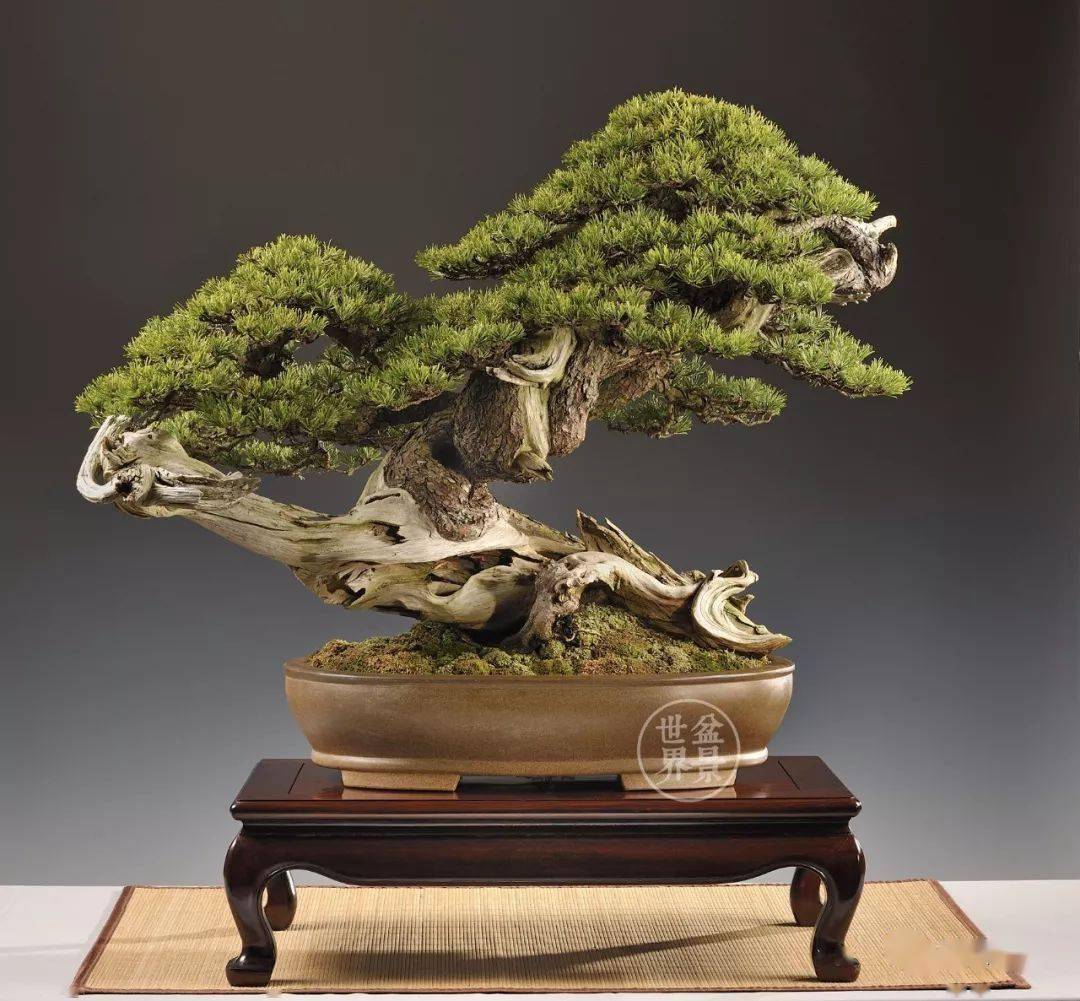 奇桩,得用奇招_作品_盆景_cm