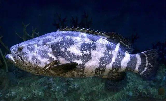 教你如何选择循环水养殖品种_鳜鱼_水质_市场