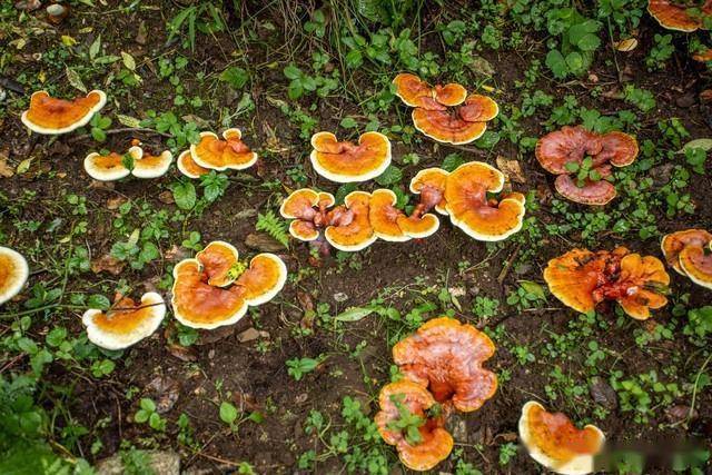 灵芝种植需要什么条件_湿度_酸碱度_光照