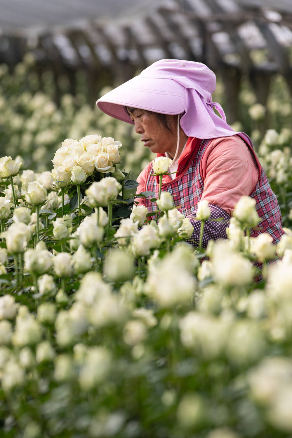 在昆明市宜良县南羊街道左所村的鲜花田里,村民朱美芬在花田里采摘
