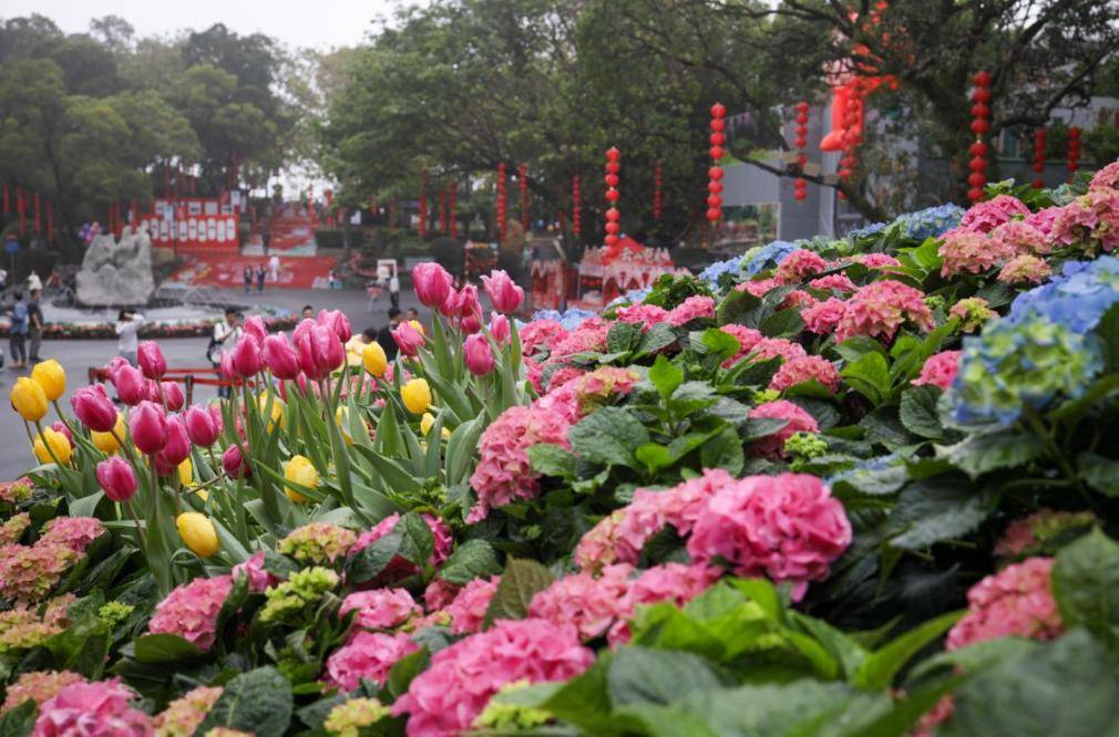 新春,开展"2024年云山绣球花展",并将绣球花作为鸣春谷景区的主题花卉